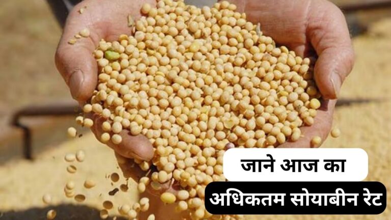 Soybean Price Today