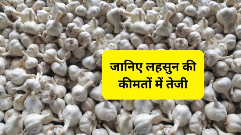lahsun aj ka mandi bhav