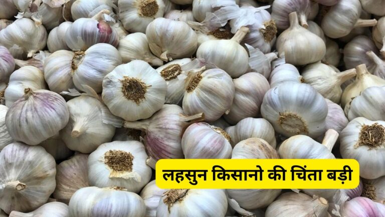 लहसुन मंडी भाव