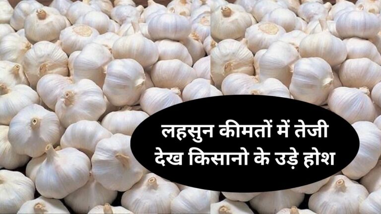 lahsun mandi bhav today