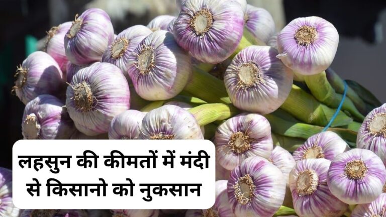 lahsun mandi price today