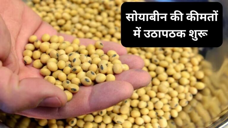 mp soybean mandi bhav