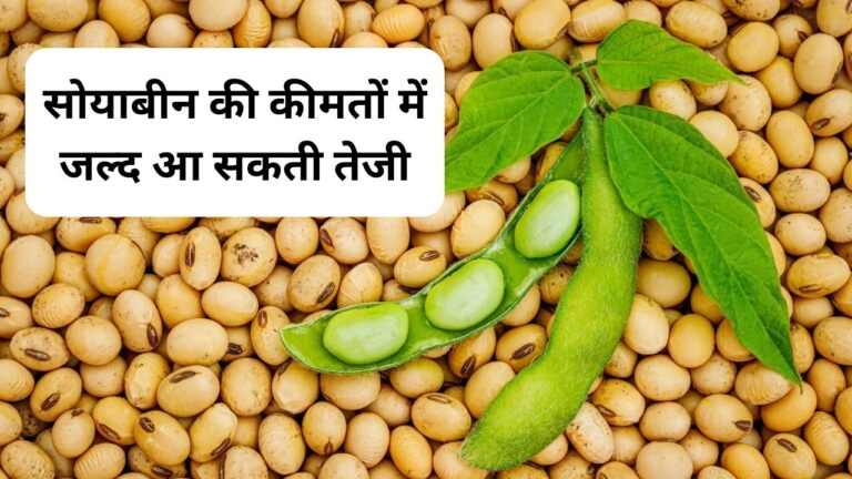 mp soybean mandi rate